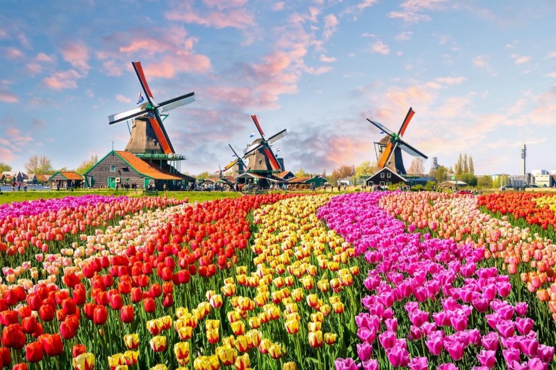 Tulipany to najpiękniejszy symbol Holandii