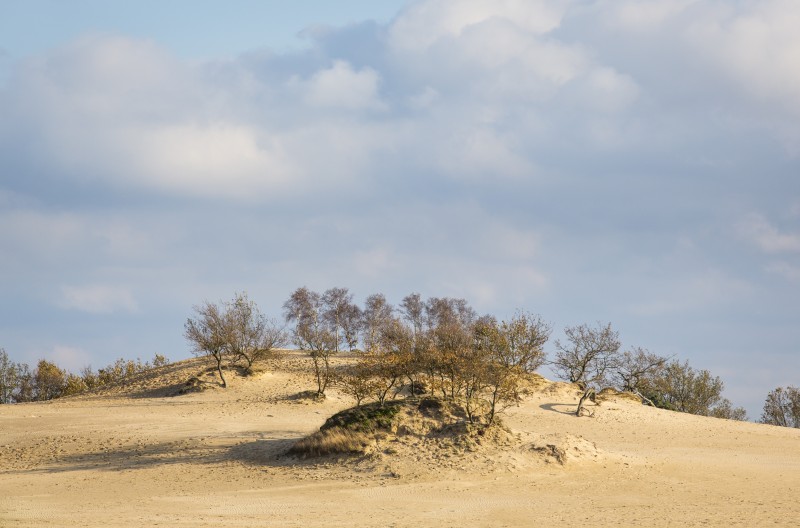 Loonse and Drunense Duinen