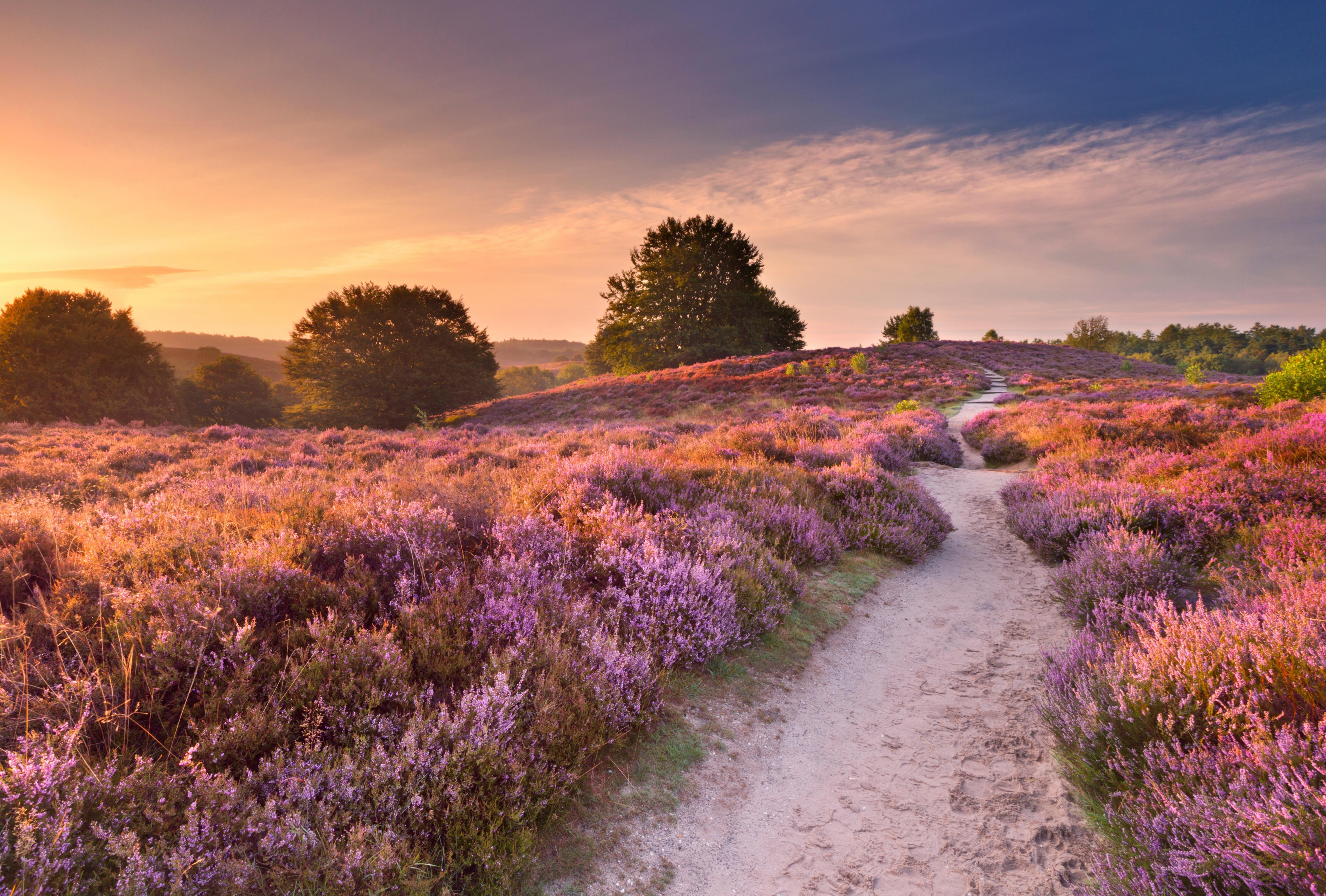 Veluwe to magiczne miejsce.