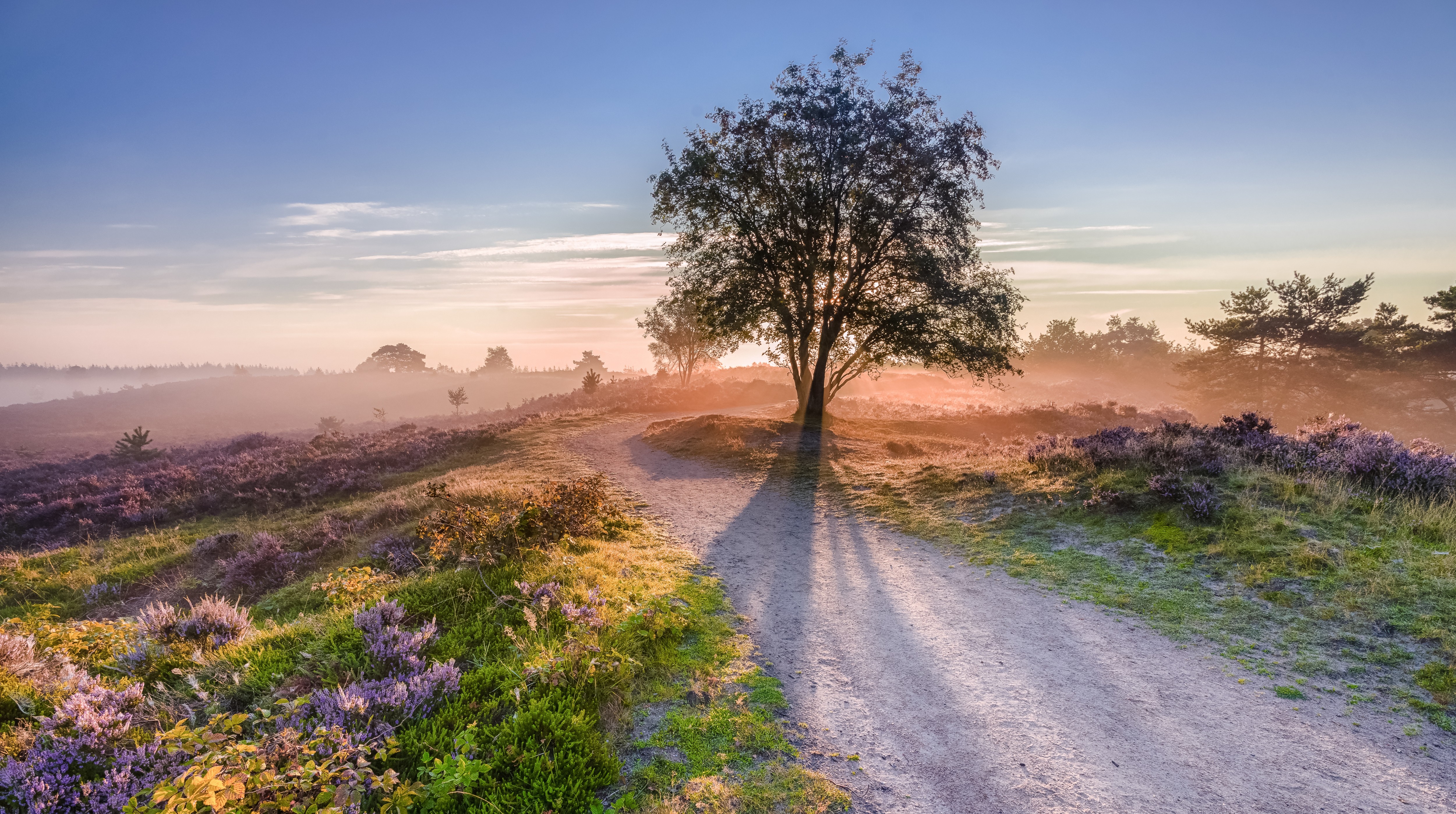 Veluwe.