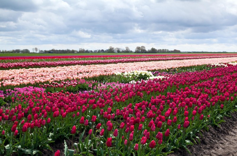 Wiosną na polach wokół Schagen kwitną tulipany.