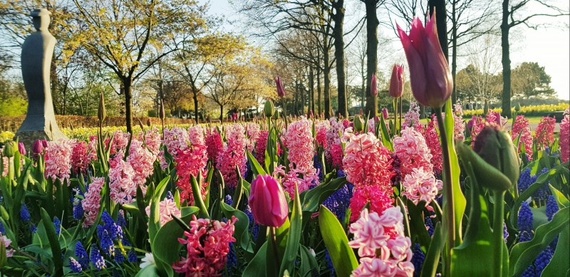 Ogród Keukenhof to z pewnością jedno z najpiękniejszych miejsc w Holandii.