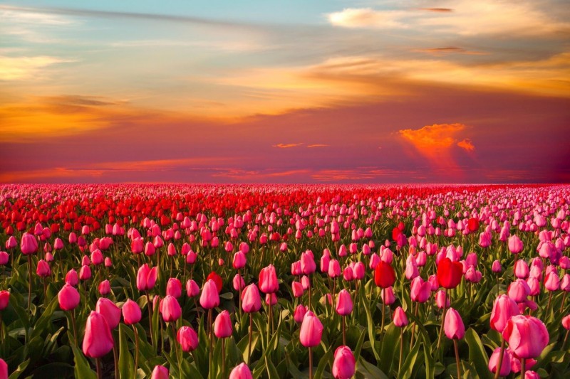 Pola tulipanów.