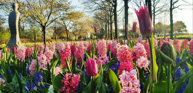 Ogród Keukenhof to z pewnością jedno z najpiękniejszych miejsc w Holandii.