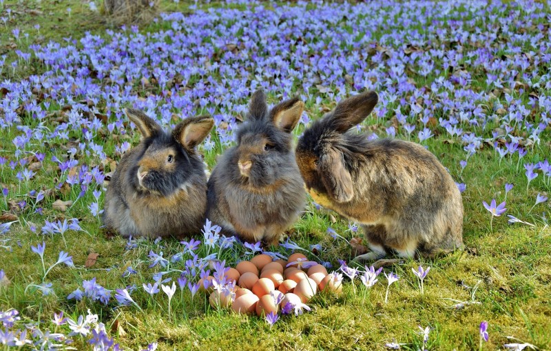 Symbole Wielkanocy: króliki, jajka i wiosenne kwiaty
